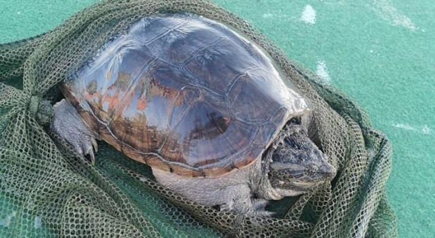 Emberre is veszélyes teknőst fogtak ki a Balatonból